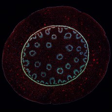 coupe transversale de tige de muguet en microscopie confocale (Rodolphe PERROT / SCIAM)